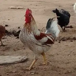 Poulet Local BioTerra (Vivant)