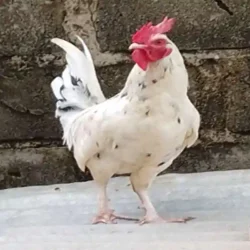 Poulet Local BioTerra (Vivant)
