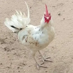 Poulet Local BioTerra (Vivant)