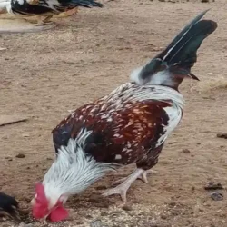 Poulet Local BioTerra (Vivant)