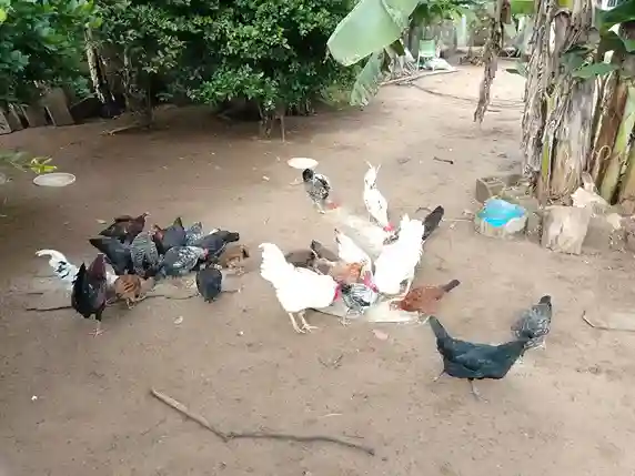 Volaille en plein air Volaille en plein air