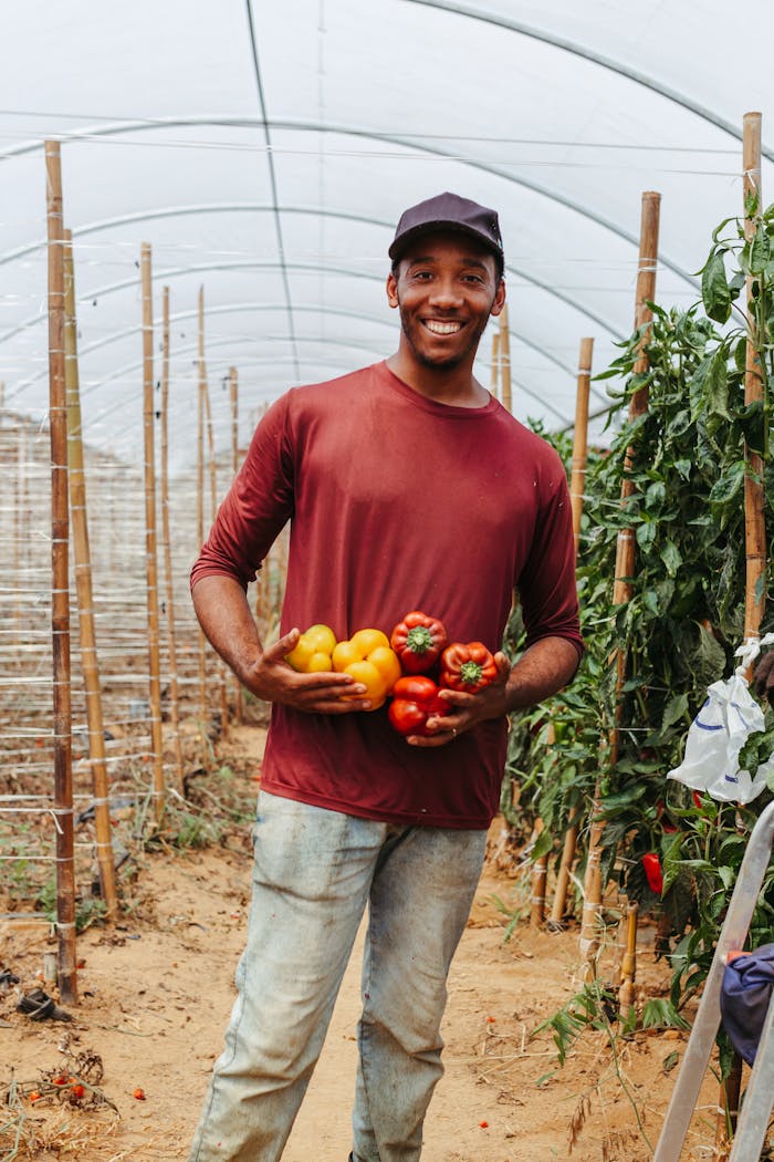 portfolio-02 A smiling farmer proudly holding fresh yellow and red bell peppers in a greenhouse.