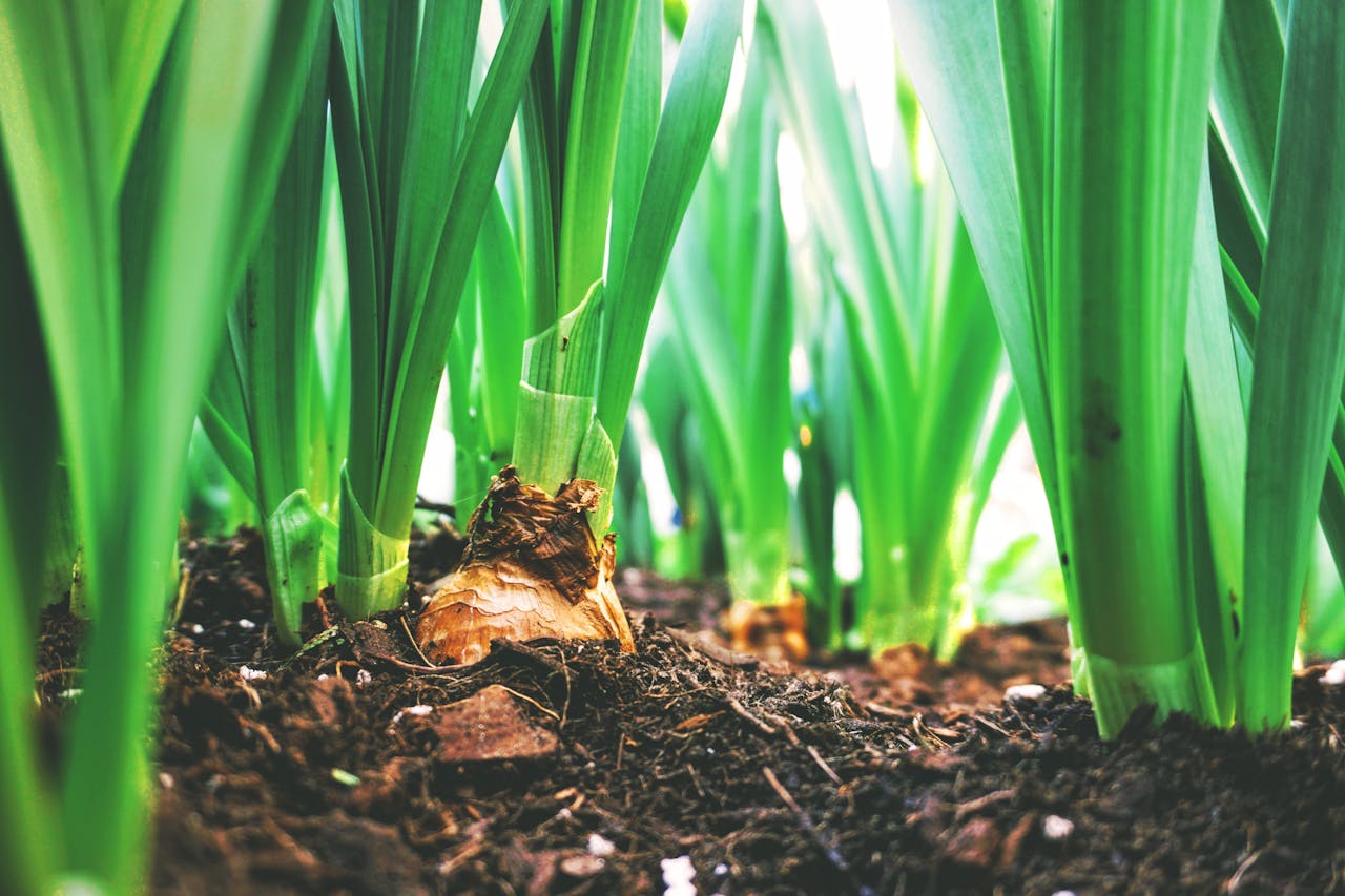 portfolio-04 Close-up view of green onion plants thriving in rich soil, showcasing agricultural growth.