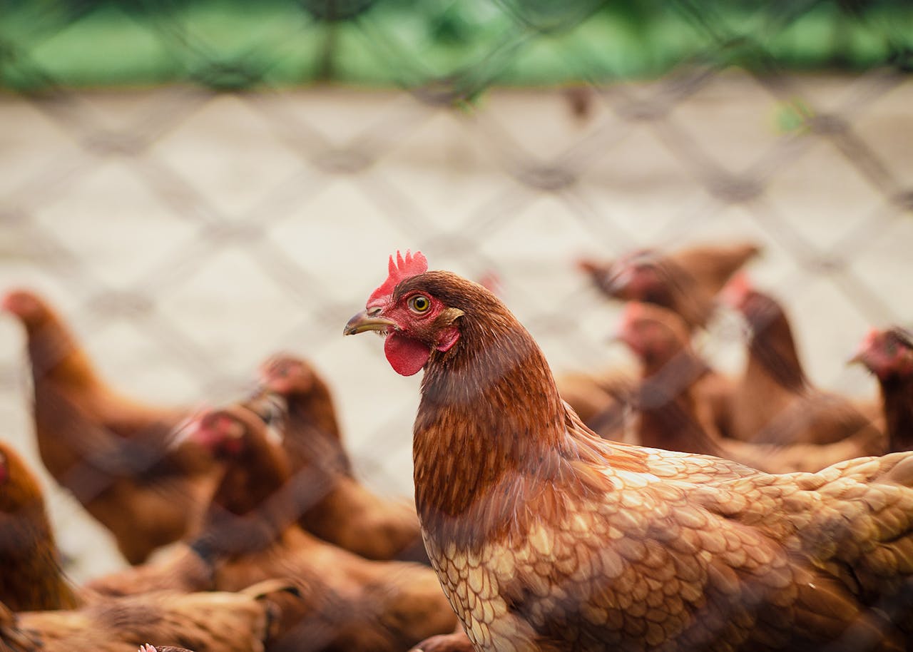 portfolio-01 Close-up of free-range chickens in a rural farm, showcasing poultry life.